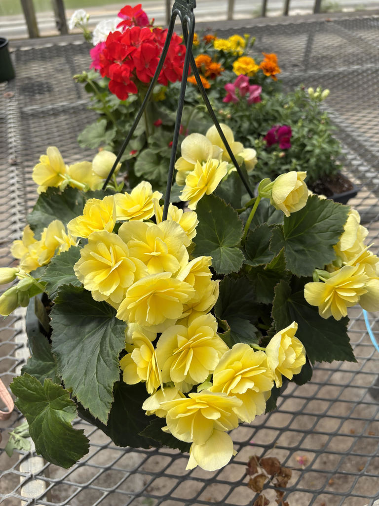 Yellow flowers