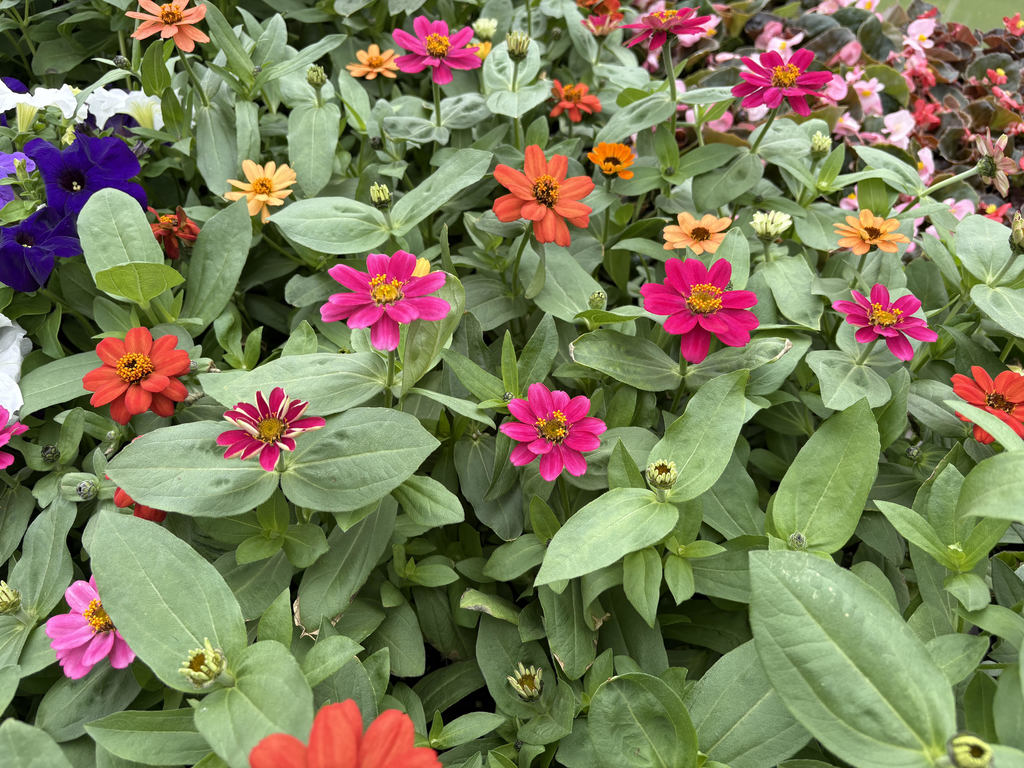 Multi-colored flowers