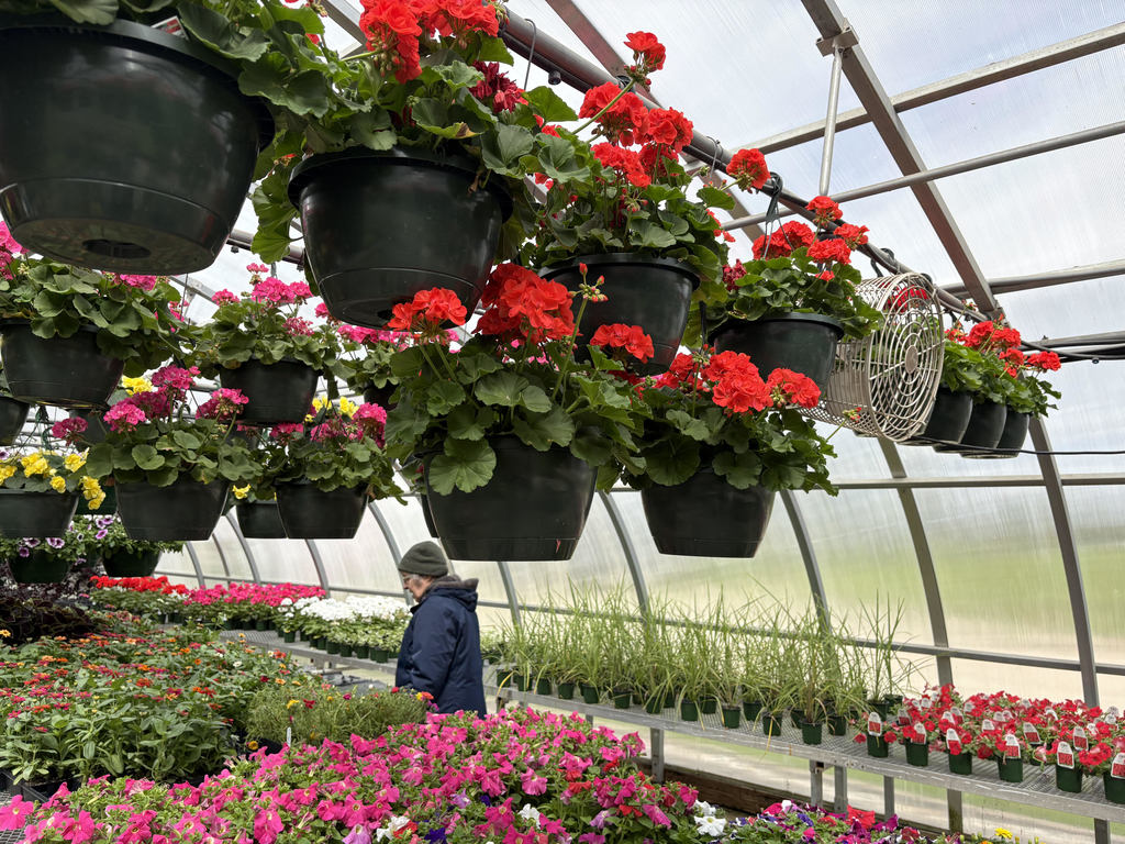 Red hanging plants