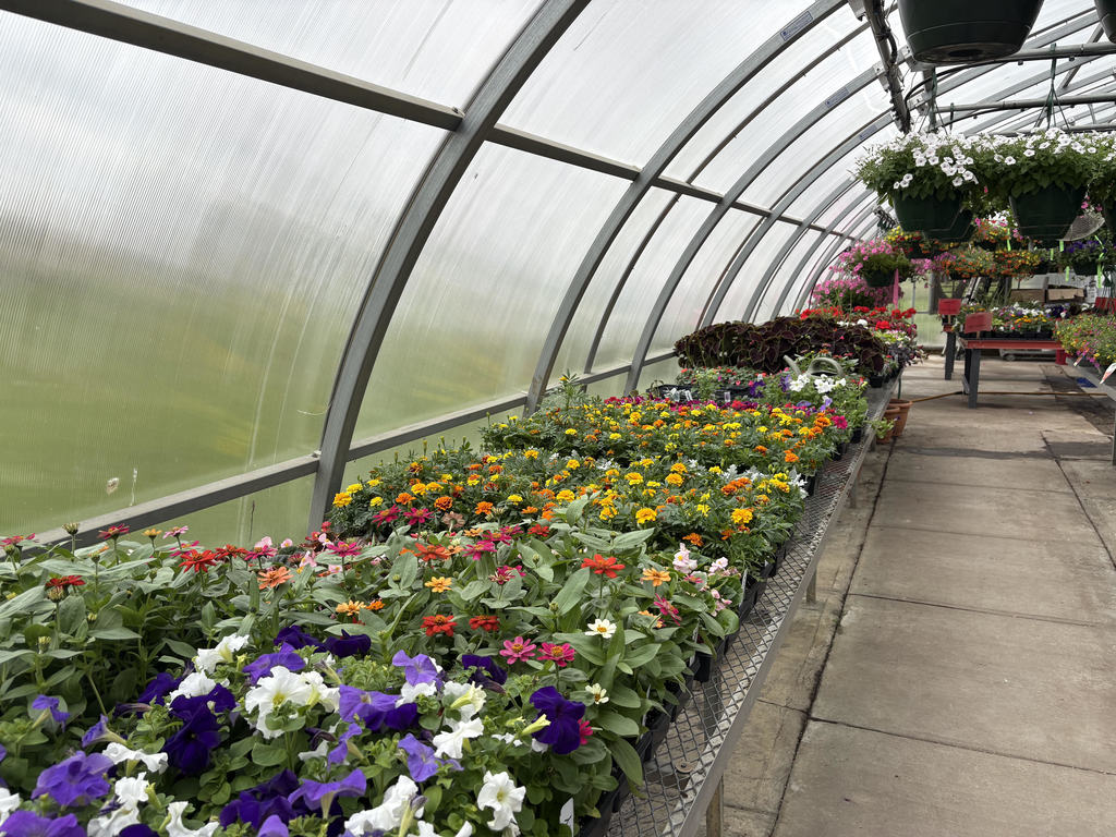 Alma High School Greenhouse, plants