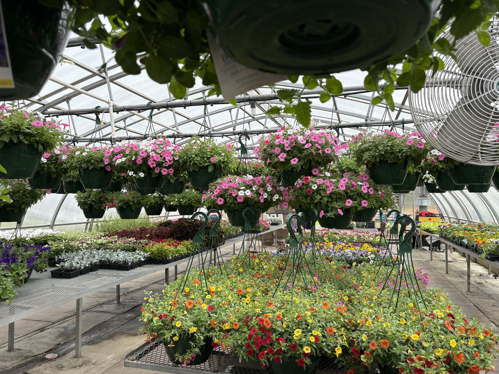 Alma High School Greenhouse, hanging plants