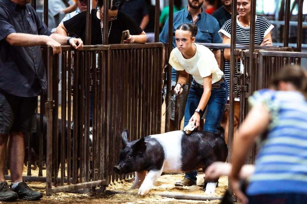 Alma FFA Members Prepare for a Successful Show Season