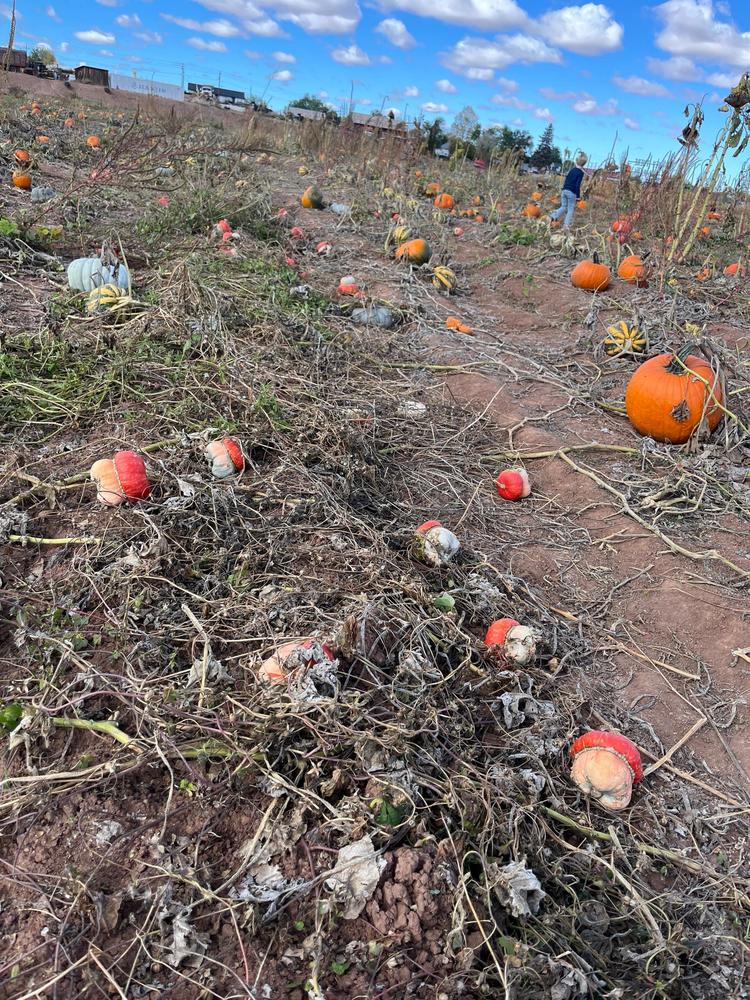 Pumpkin Patch