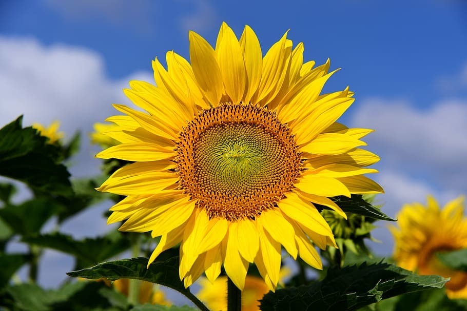 sun-flower-sunflower-field-sky-clouds