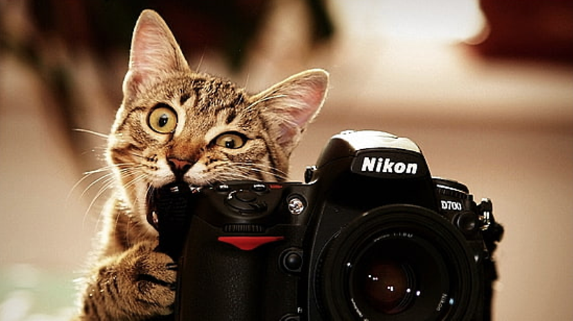 Cat Biting a Camera: Picture Retakes September 25th