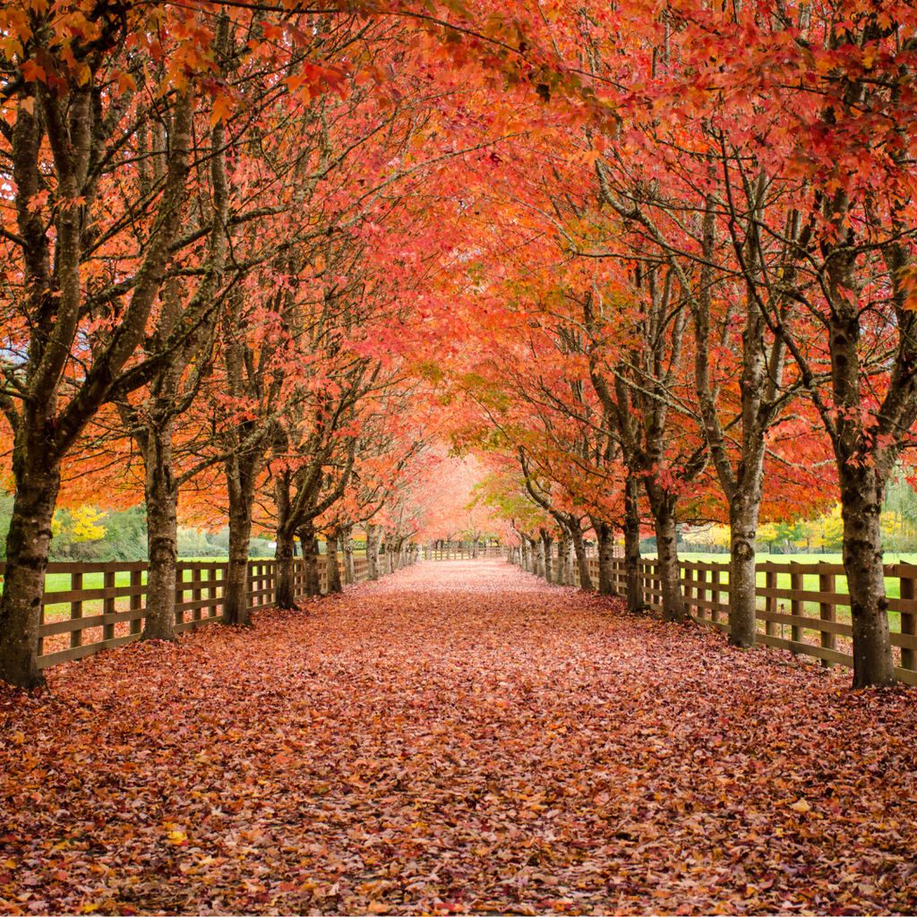 path with fall leaves