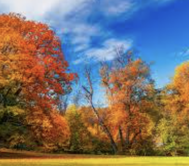 fall trees