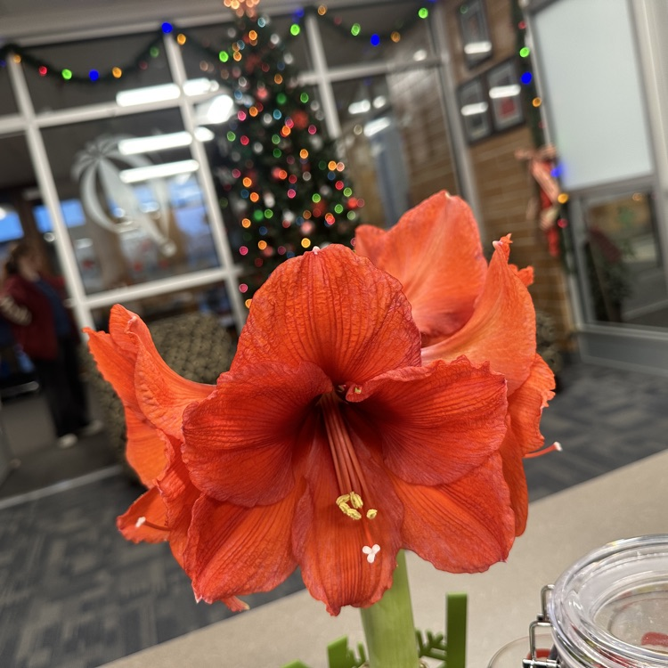 Christmas in the office 