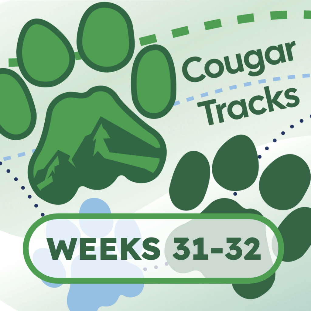 Cougar Tracks Square Image - it shows cougar paw prints and the text "Cougar Tracks" with the text "Weeks 31-32"