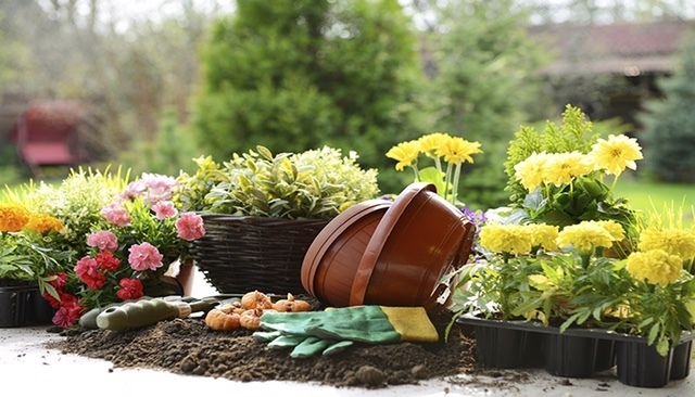 flowers in pots ready to plant with garden gloves and tools