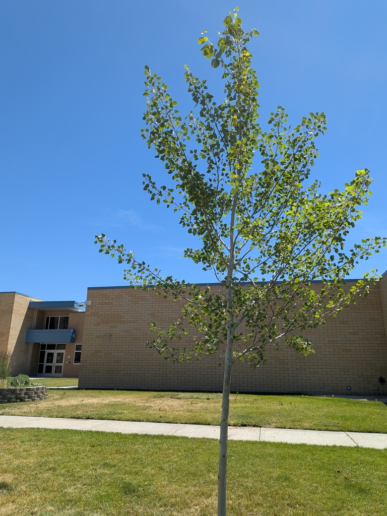 Aspen Tree