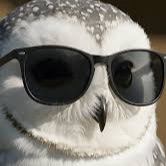 owl