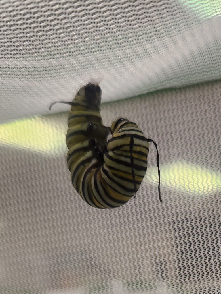 Image of a caterpillar