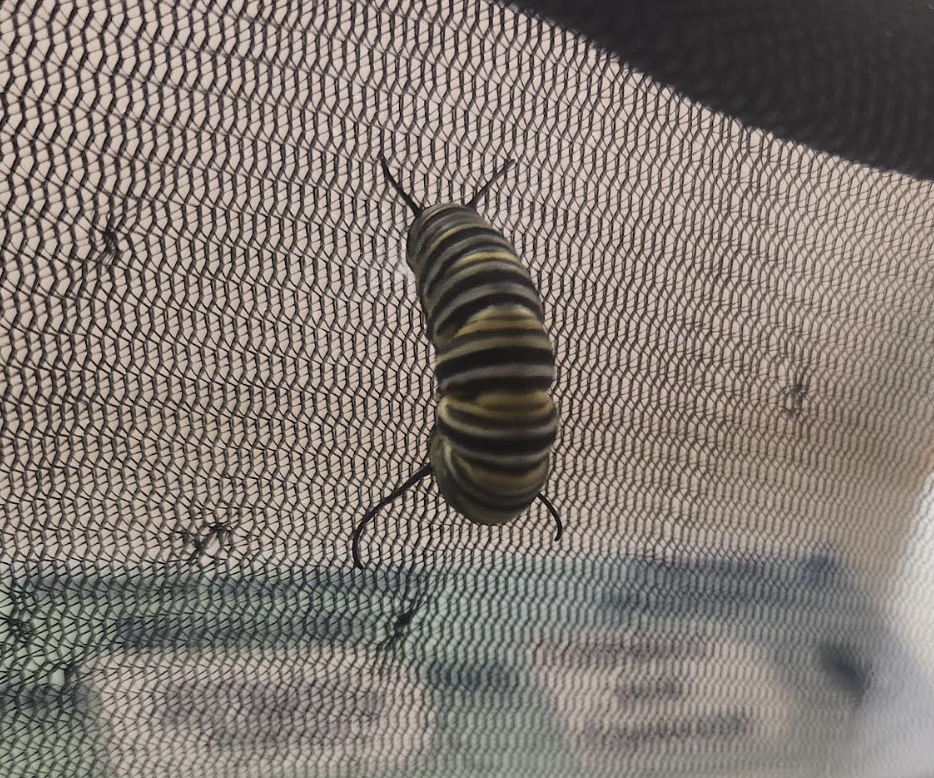 Image of a caterpillar