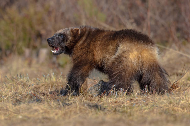 wolverine