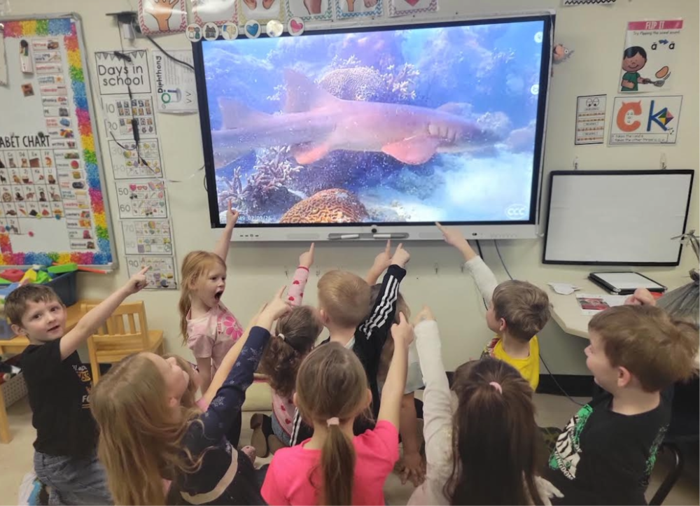 Coral City Nurse Shark