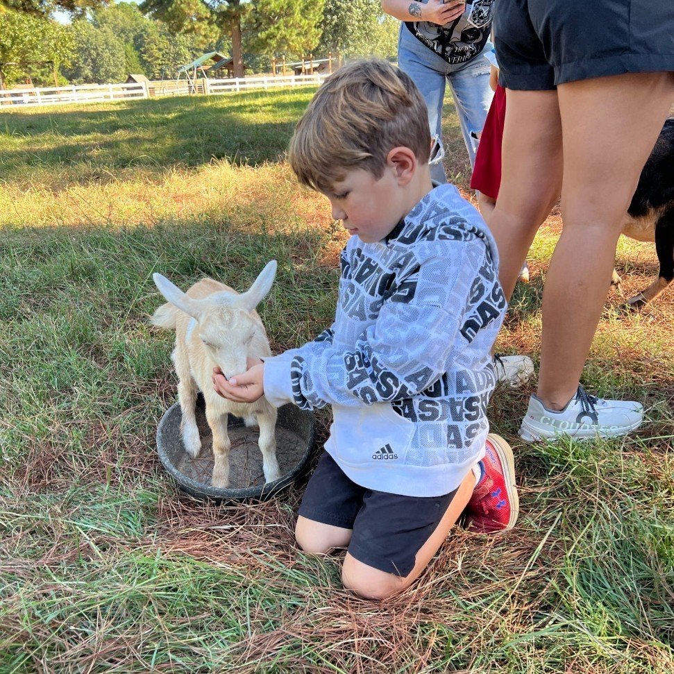 boy feeding tiny goat