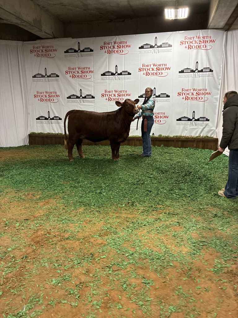 backdrop picture with heifer