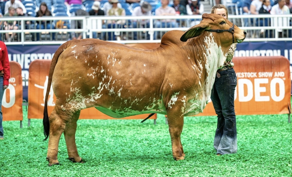 Lariat with Heifer