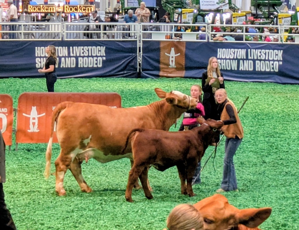 Alice and Macee with heifers