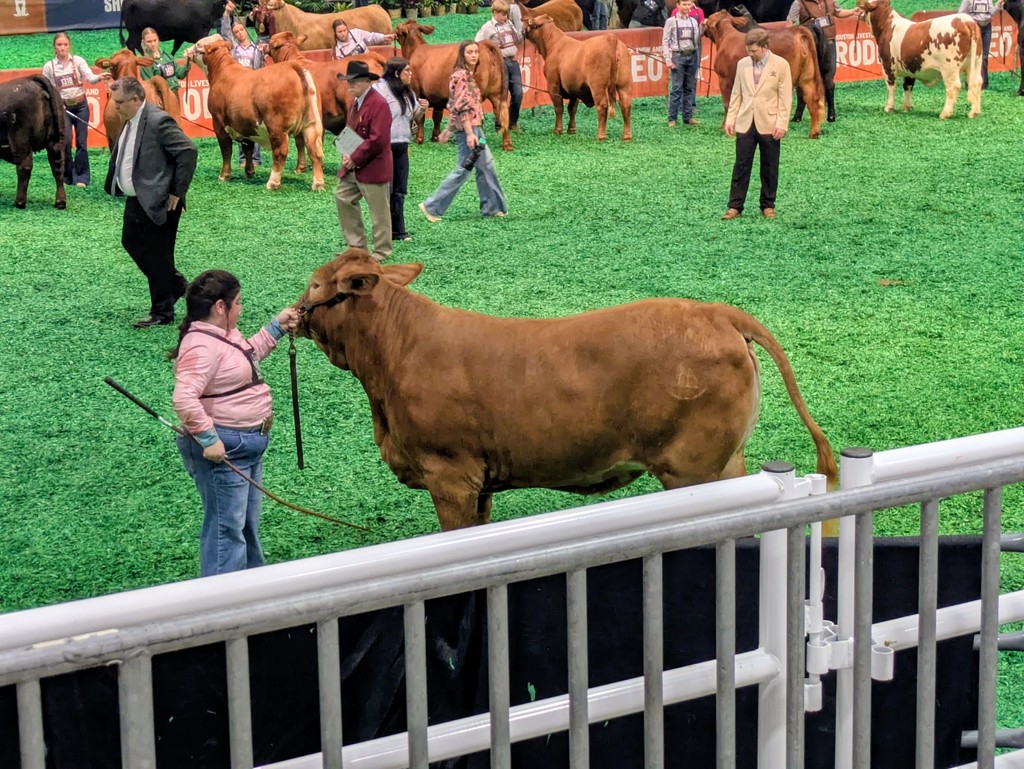 Makenzie S. with heifer