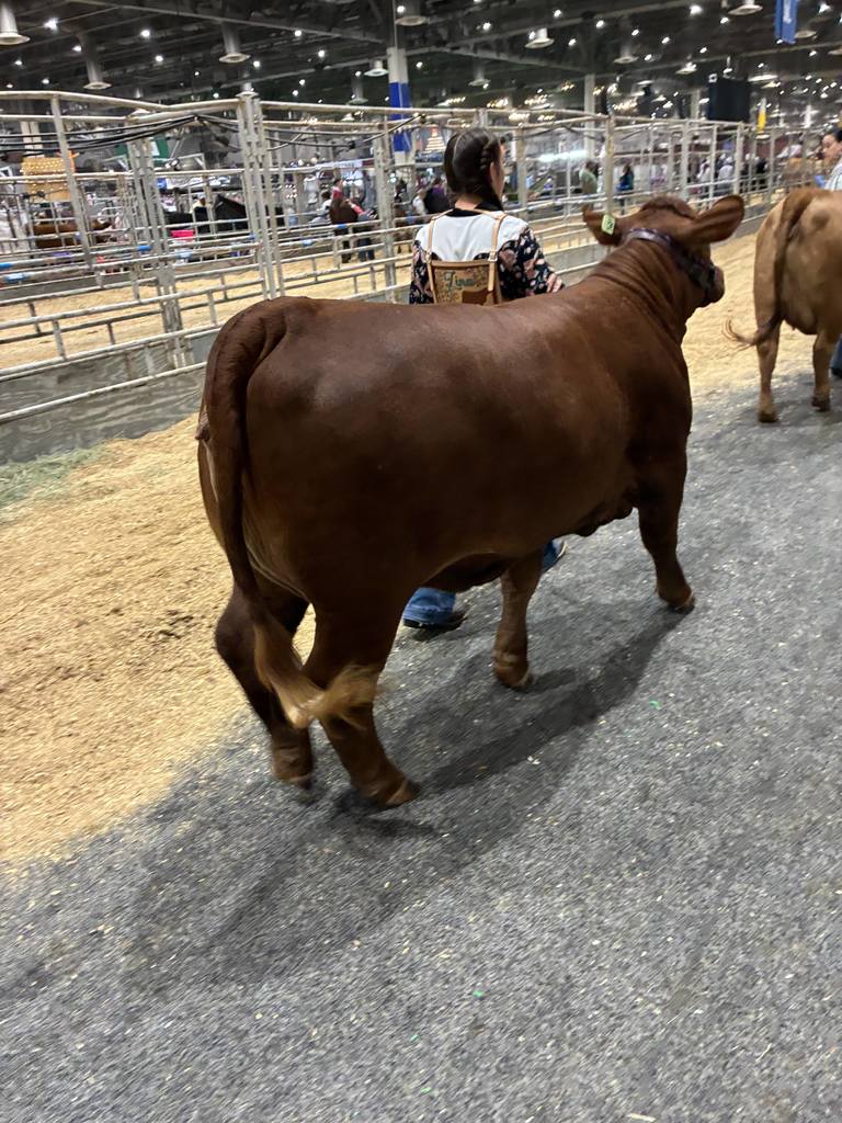 Angelina with heifer