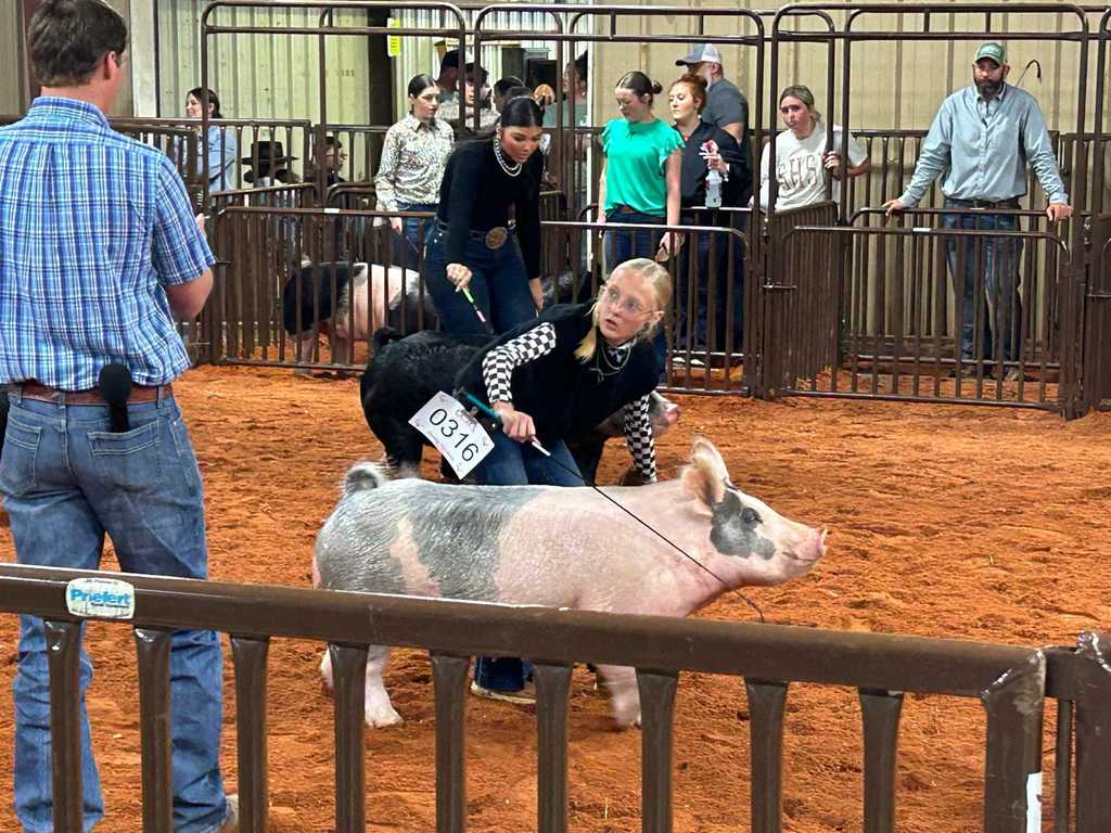 swine show 