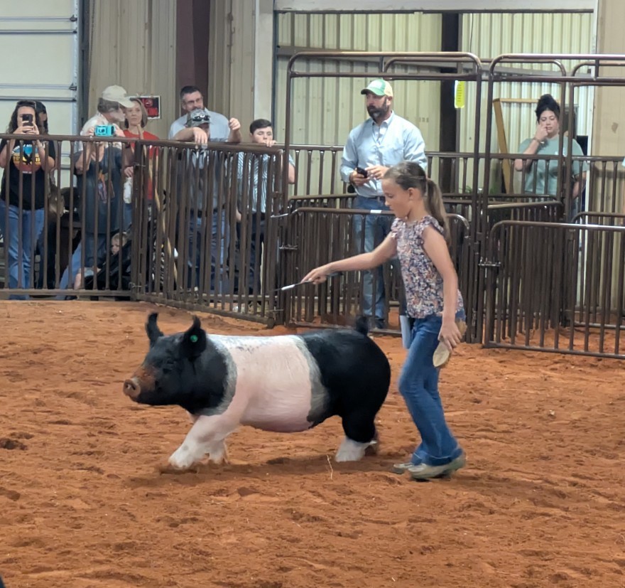 swine show 