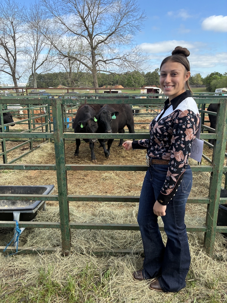 Angelina with pen of heifers