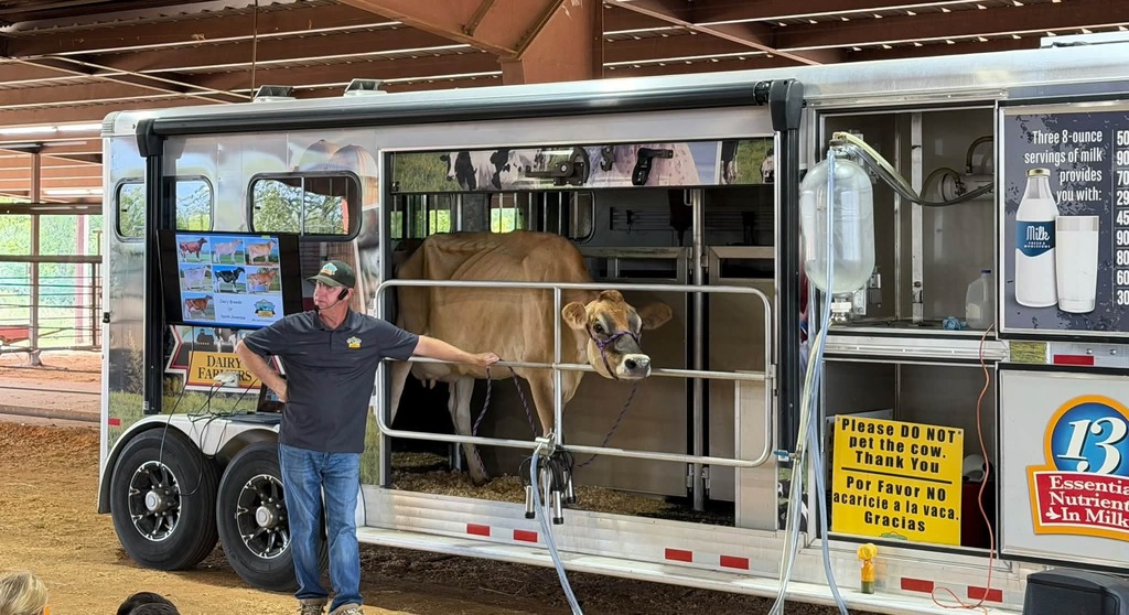dairy cow