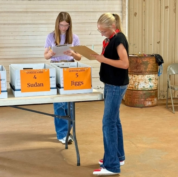 hay judging