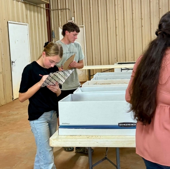 hay judging