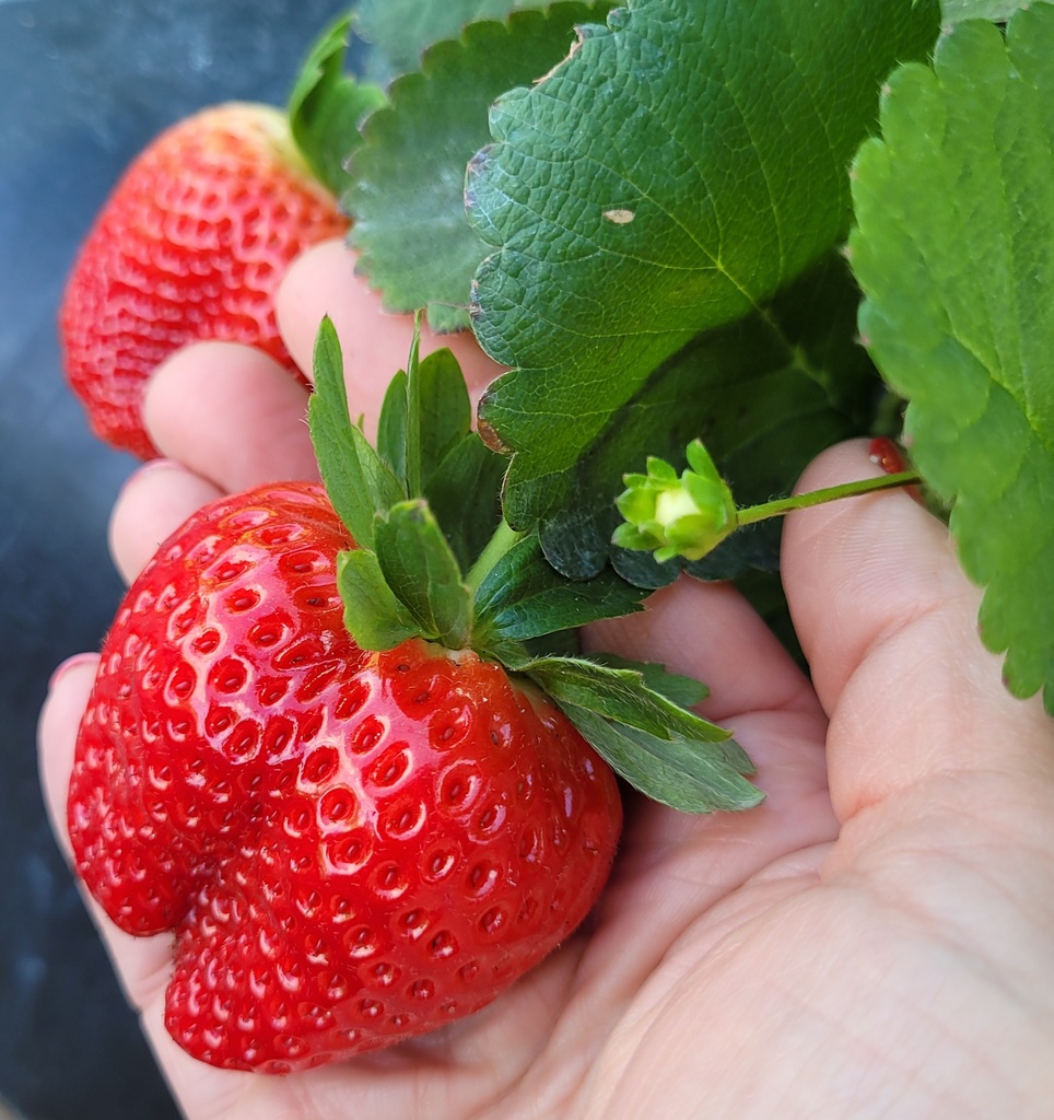 Alton High School Beta Club Annual Strawberries and Jams Sale