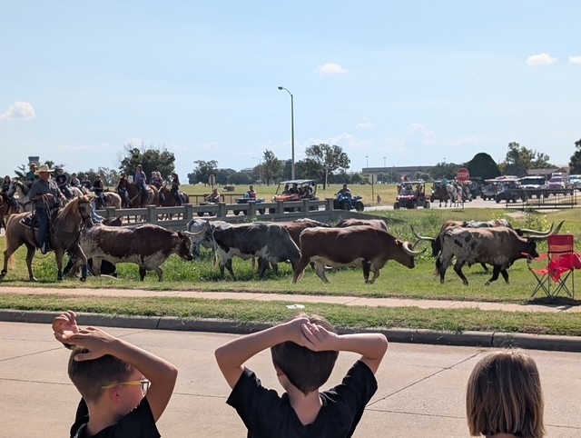 cattle drive