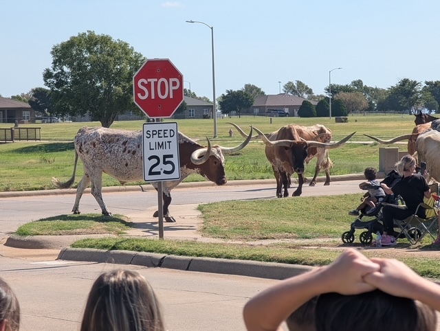 cattle drive