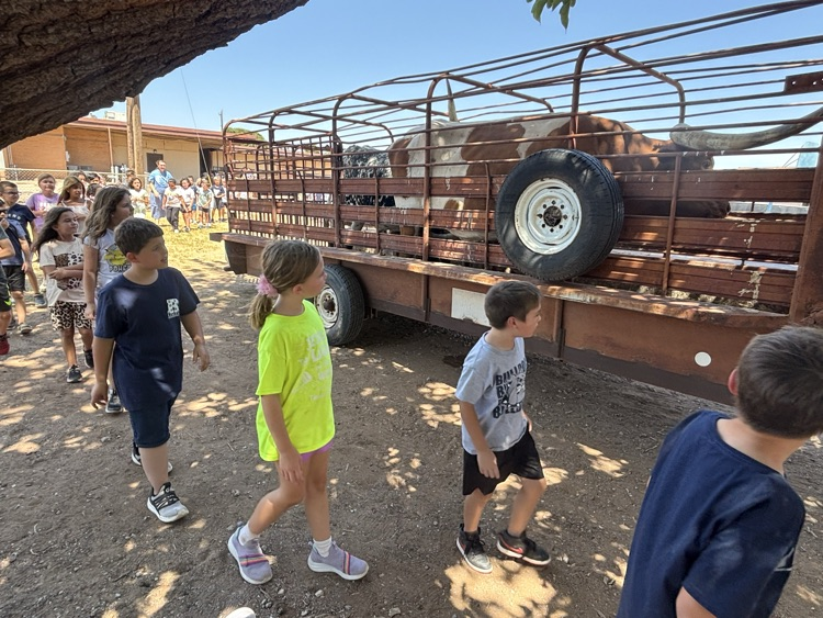 cattle