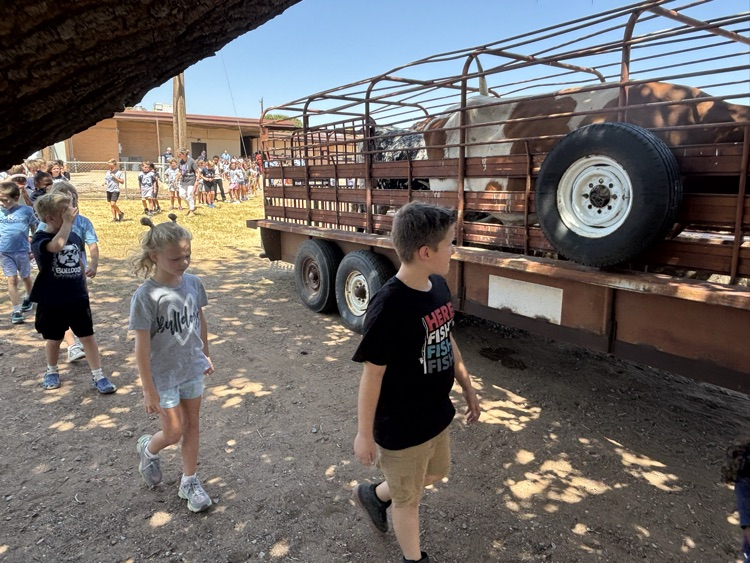 cattle