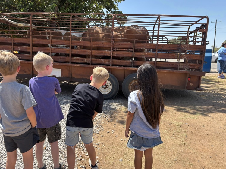 cattle