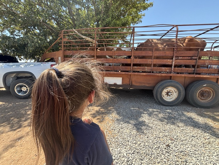cattle