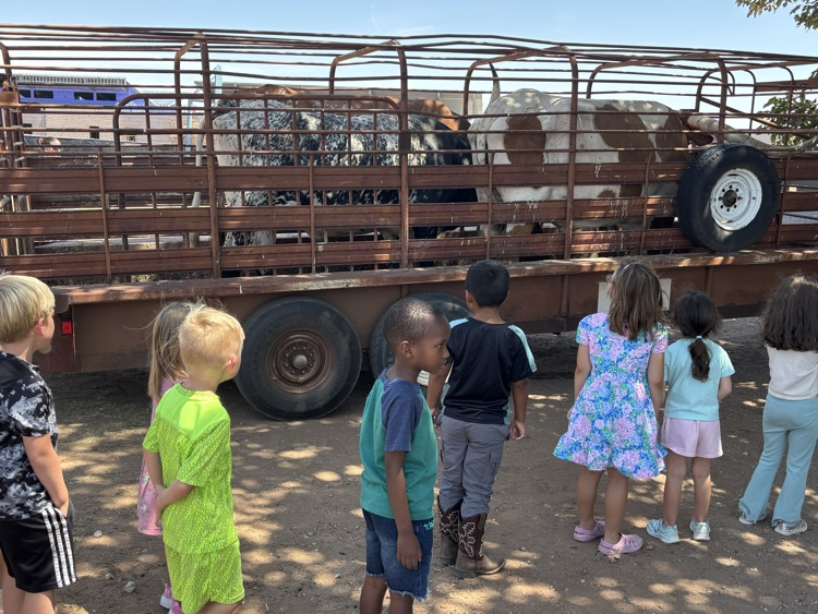 cattle
