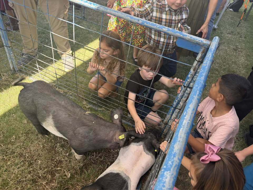 Piggies
