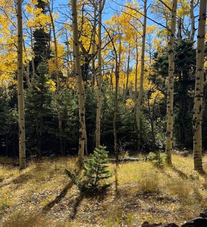 aspens