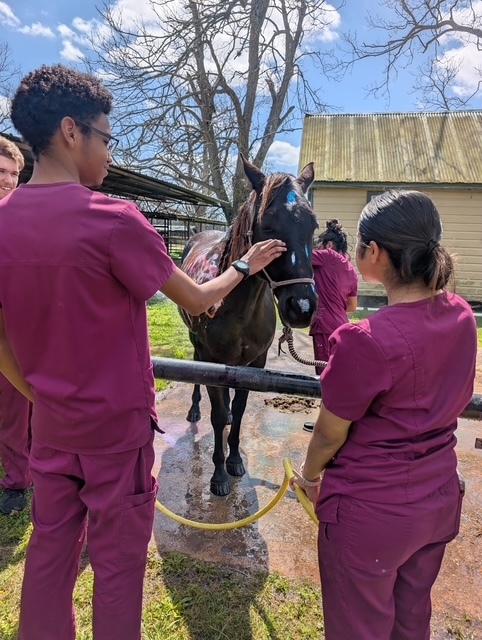 Students working with horses