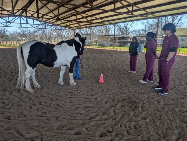 Students working with horses