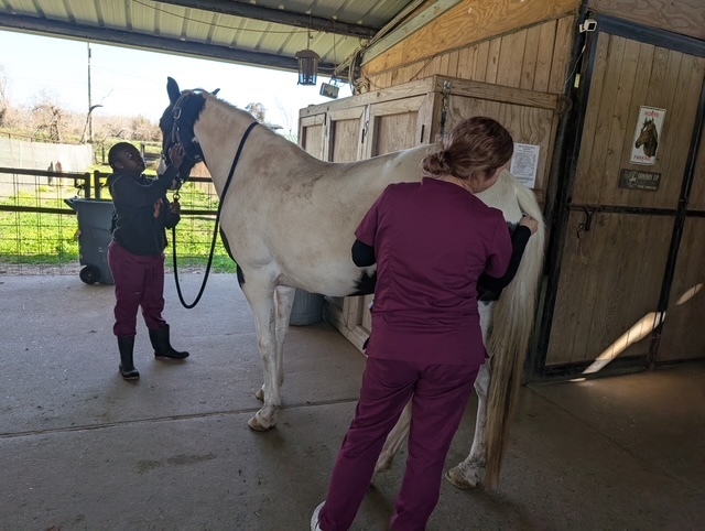 Students working with horses