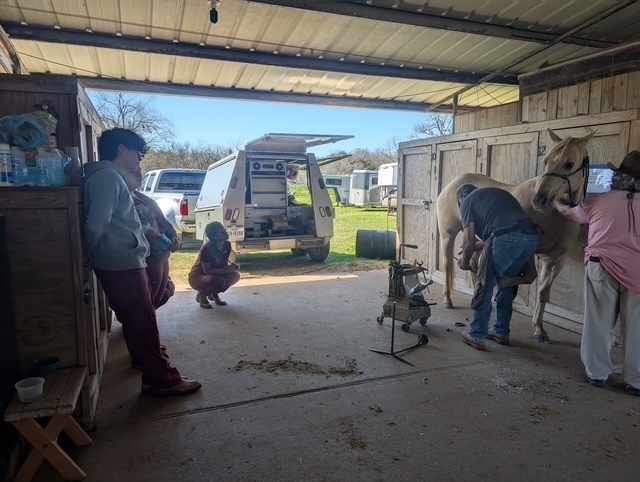 Students working with horses