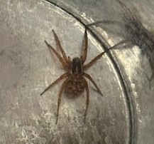 wolf spider