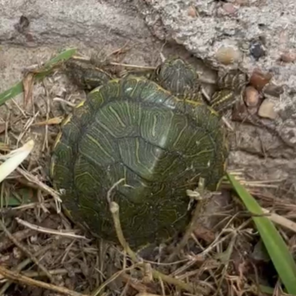 turtle