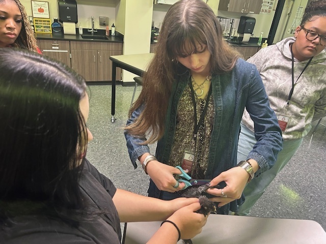 Students clipping chicken wings
