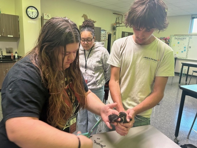 Students clipping chicken wings